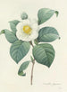 Choix des plus belles fleurs pl 016 - Pierre-Joseph Redouté — näkymä teoksesta