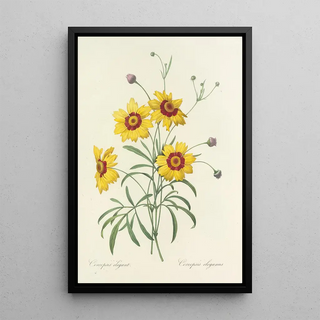 Pierre Joseph Redout - Choix des plus belles fleurs pl 026.webp