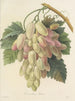 Choix des plus belles fleurs pl 027 - Pierre-Joseph Redouté — näkymä teoksesta
