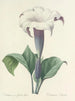 Choix des plus belles fleurs pl 033 - Pierre-Joseph Redouté — näkymä teoksesta