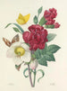 Choix des plus belles fleurs pl 037 - Pierre-Joseph Redouté — näkymä teoksesta