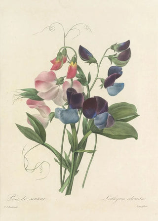 Pierre Joseph Redout - Choix des plus belles fleurs pl 039.webp