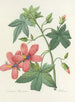 Choix des plus belles fleurs pl 041 - Pierre-Joseph Redouté — näkymä teoksesta