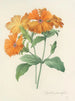 Choix des plus belles fleurs pl 044 - Pierre-Joseph Redouté — näkymä teoksesta