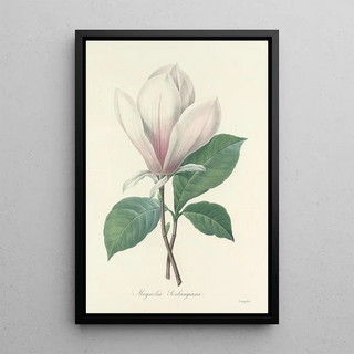 Pierre Joseph Redout - Choix des plus belles fleurs pl 046.webp