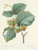 Choix des plus belles fleurs pl 054 - Pierre-Joseph Redouté — näkymä teoksesta