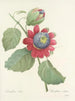 Choix des plus belles fleurs pl 061 - Pierre-Joseph Redouté — näkymä teoksesta