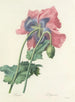 Choix des plus belles fleurs pl 063 - Pierre-Joseph Redouté — näkymä teoksesta