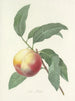 Choix des plus belles fleurs pl 064 - Pierre-Joseph Redouté — näkymä teoksesta