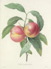 Choix des plus belles fleurs pl 065 - Pierre-Joseph Redouté — näkymä teoksesta