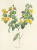 Choix des plus belles fleurs pl 076 - Pierre-Joseph Redouté — näkymä teoksesta