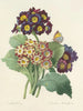 Choix des plus belles fleurs pl 080 - Pierre-Joseph Redouté — näkymä teoksesta