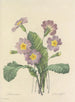Choix des plus belles fleurs pl 082 - Pierre-Joseph Redouté — näkymä teoksesta