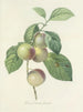 Choix des plus belles fleurs pl 085 - Pierre-Joseph Redouté — näkymä teoksesta