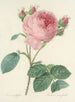Choix des plus belles fleurs pl 086 - Pierre-Joseph Redouté — näkymä teoksesta