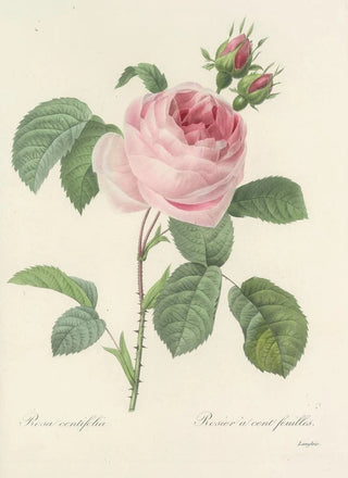 Pierre Joseph Redout - Choix des plus belles fleurs pl 087.webp