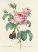 Choix des plus belles fleurs pl 088 - Pierre-Joseph Redouté — näkymä teoksesta