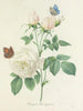 Choix des plus belles fleurs pl 092 - Pierre-Joseph Redouté — näkymä teoksesta