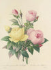 Choix des plus belles fleurs pl 094 - Pierre-Joseph Redouté — näkymä teoksesta