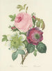 Choix des plus belles fleurs pl 095 - Pierre-Joseph Redouté — näkymä teoksesta
