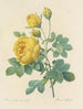 Choix des plus belles fleurs pl 096 - Pierre-Joseph Redouté — näkymä teoksesta