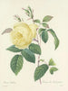 Choix des plus belles fleurs pl 100 - Pierre-Joseph Redouté — näkymä teoksesta