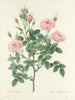 Choix des plus belles fleurs pl 101 - Pierre-Joseph Redouté — näkymä teoksesta