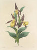 Choix des plus belles fleurs pl 102 - Pierre-Joseph Redouté — näkymä teoksesta