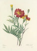 Choix des plus belles fleurs pl 104 - Pierre-Joseph Redouté — näkymä teoksesta