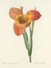 Choix des plus belles fleurs pl 105 - Pierre-Joseph Redouté — näkymä teoksesta