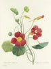 Choix des plus belles fleurs pl 106 - Pierre-Joseph Redouté — näkymä teoksesta