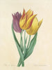 Choix des plus belles fleurs pl 108 - Pierre-Joseph Redouté — näkymä teoksesta