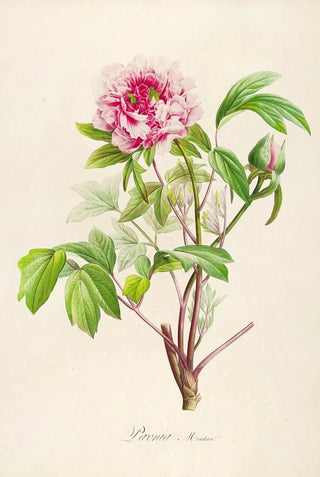 Pierre Joseph Redout - Description des plantes rares cultivees a Malmaison et a Navarre Pl01.webp