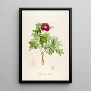 Pierre Joseph Redout - Description des plantes rares cultivees a Malmaison et a Navarre Pl09.webp