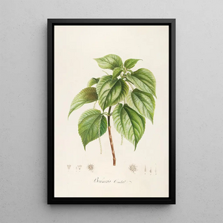 Pierre Joseph Redout - Description des plantes rares cultivees a Malmaison et a Navarre Pl15.webp