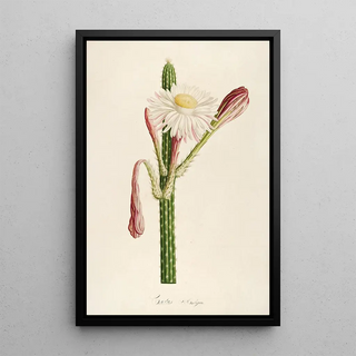 Pierre Joseph Redout - Description des plantes rares cultivees a Malmaison et a Navarre Pl36.webp