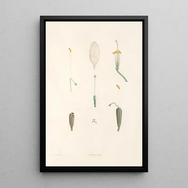 J J Rousseau'n kasvitiede Pl 02 - Pierre Joseph Redouté — kehystetty taideteos seinällä