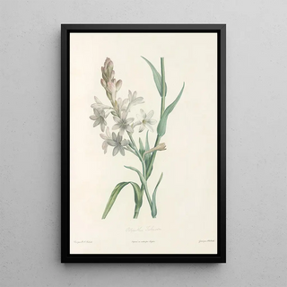 Pierre Joseph Redout - La botanique de J J Rousseau Pl 06.webp