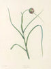 La botanique de J. J. Rousseau Pl 07 - Pierre-Joseph Redouté — näkymä teoksesta