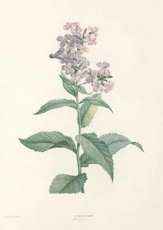 Pierre Joseph Redout - La botanique de J J Rousseau Pl 09.webp