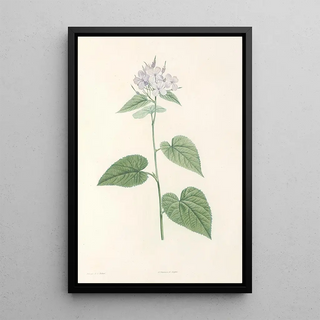 Pierre Joseph Redout - La botanique de J J Rousseau Pl 12.webp