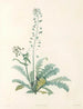La botanique de J. J. Rousseau Pl 13 - Pierre-Joseph Redouté — näkymä teoksesta