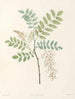 La botanique de J. J. Rousseau Pl 18 - Pierre-Joseph Redouté — näkymä teoksesta
