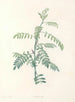 La botanique de J. J. Rousseau Pl 19 - Pierre-Joseph Redouté — näkymä teoksesta