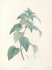 La botanique de J. J. Rousseau Pl 21 - Pierre-Joseph Redouté — näkymä teoksesta