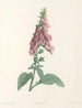 La botanique de J. J. Rousseau Pl 27 - Pierre-Joseph Redouté — näkymä teoksesta