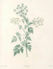 La botanique de J. J. Rousseau Pl 29 - Pierre-Joseph Redouté — näkymä teoksesta