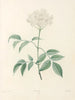 La botanique de J. J. Rousseau Pl 33 - Pierre-Joseph Redouté — näkymä teoksesta