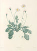 La botanique de J. J. Rousseau Pl 34 - Pierre-Joseph Redouté — näkymä teoksesta