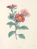 La botanique de J. J. Rousseau Pl 38 - Pierre-Joseph Redouté — näkymä teoksesta